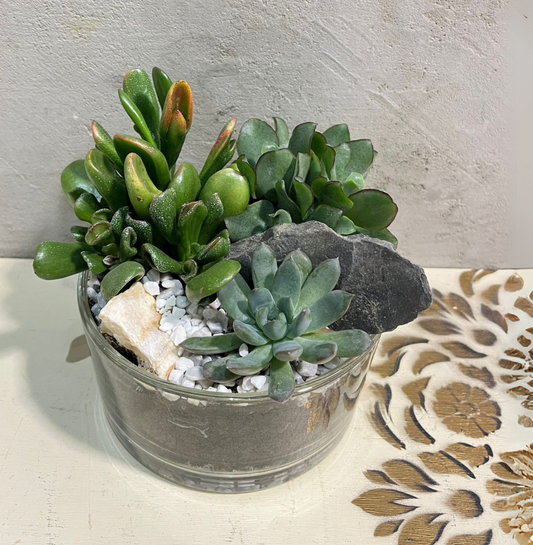 Zelená oáza v misce: Sukulentní kompozice