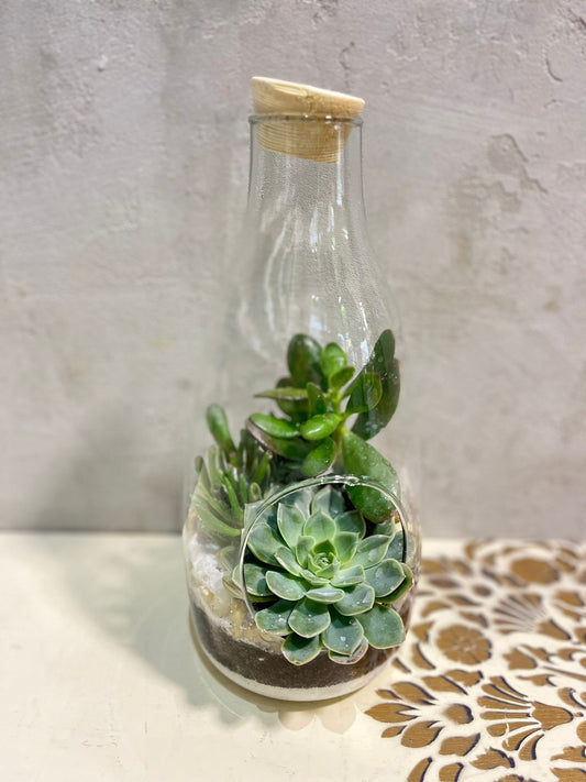 Zelená oáza v láhvi