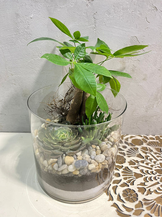 Zelená oáza v miniaturě: Terárium plné života